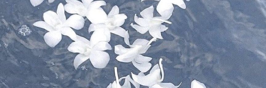 berasteria's profile banner image