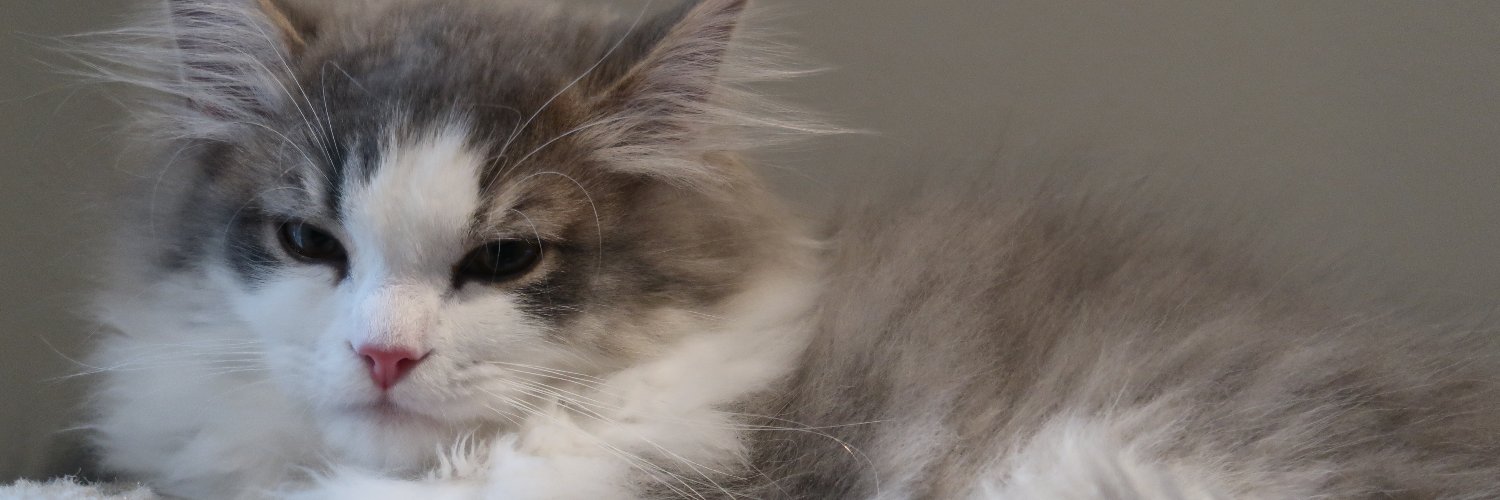 kierei's profile banner image