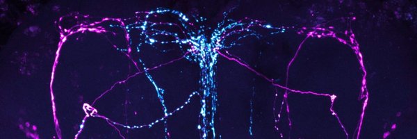 mariadelapax Profile Banner