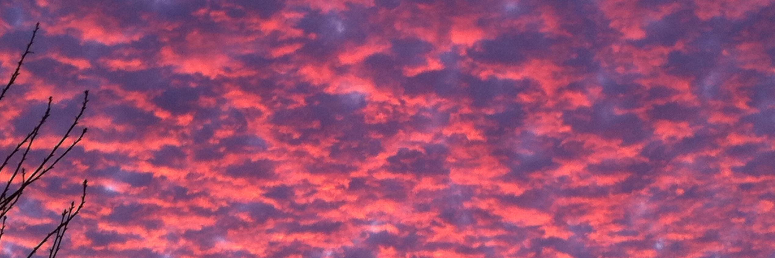 Brigitte Dysart banner