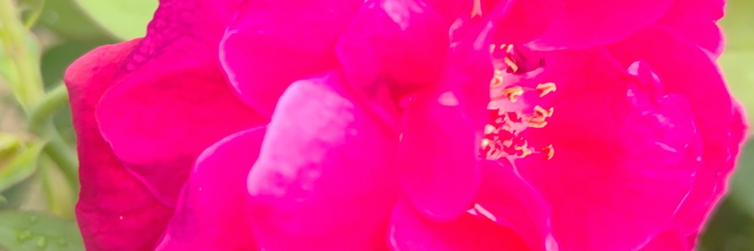 kumarraj1583623's profile banner image