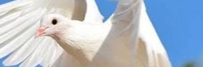 DevSheikhX's profile banner image