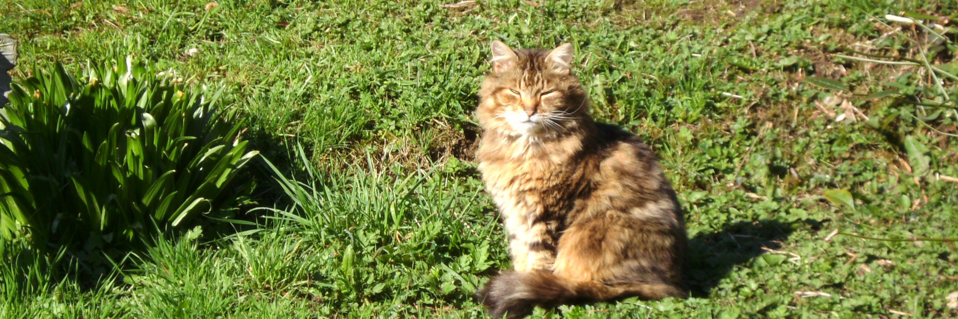 Victoria MacLean banner