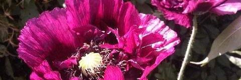 Deborah McPherson banner