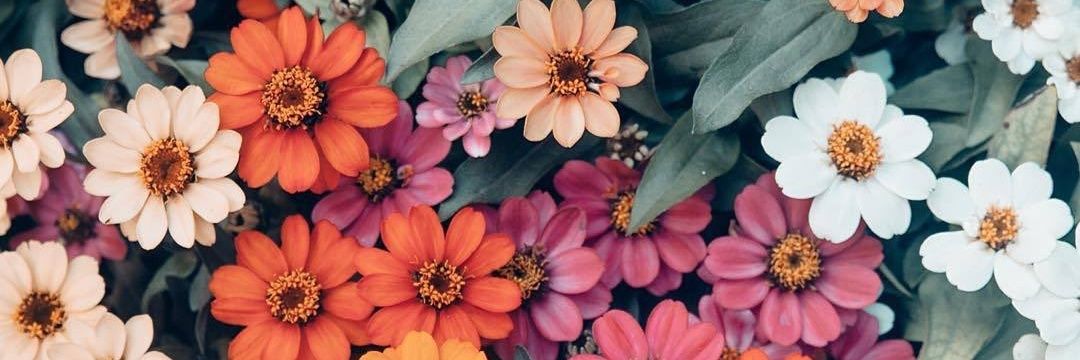 Florveega's profile banner image