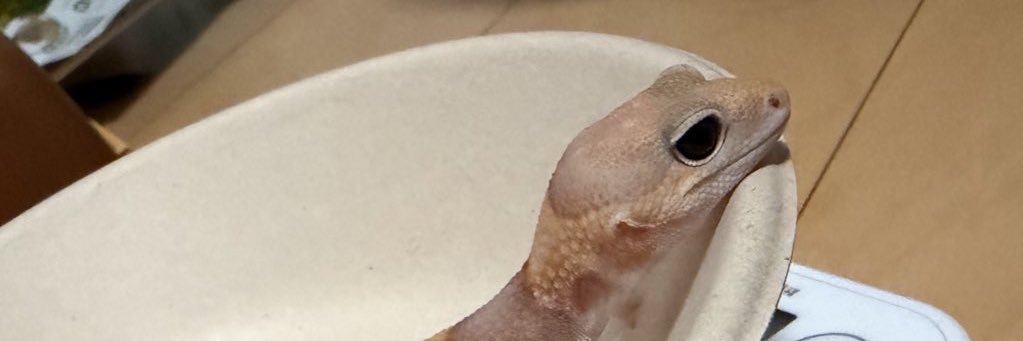 えな🦎 banner