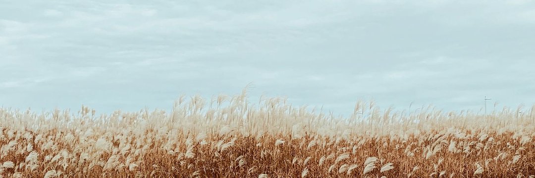 ᴡᴡ🌻 ɴᴇᴡ ᴀᴄᴄ, ɪ ᴊᴜꜱᴛ ɢᴏᴛ ꜱᴄᴀᴍᴍᴇᴅ banner