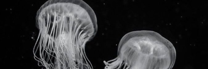 mila!! #vianalaisatwt ^^ banner