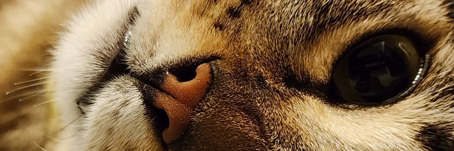 JoacoNappa's profile banner image