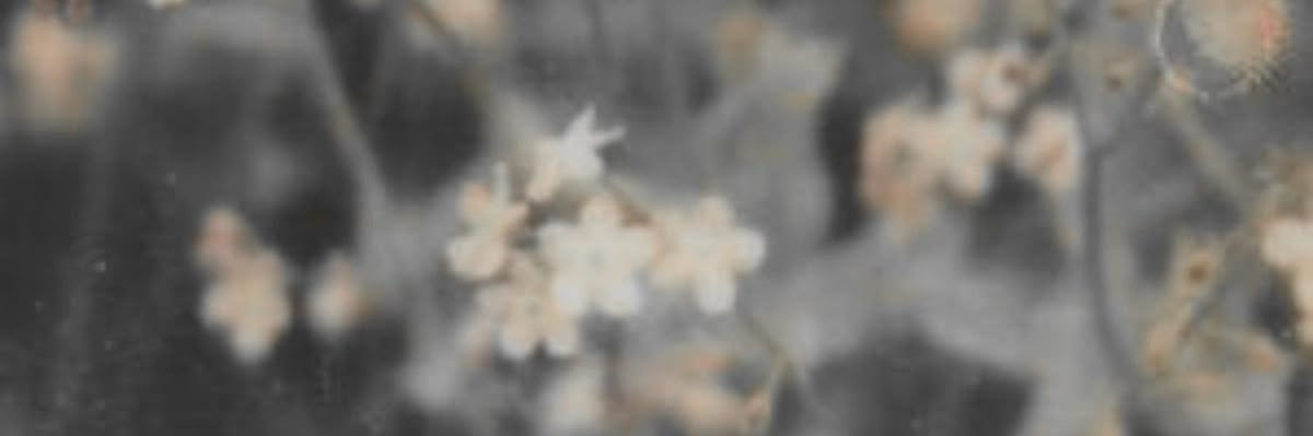 ameri banner