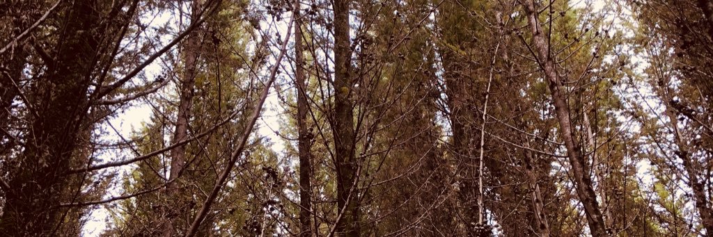 GLalama's profile banner image
