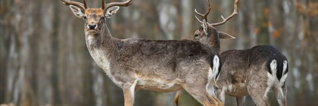 wildlife is amazing🌿 banner