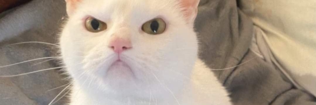 zulmilla_'s profile banner image