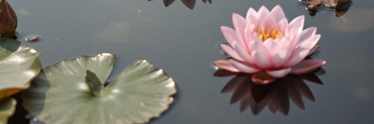 🪷Forgotten healer (Forgo) banner