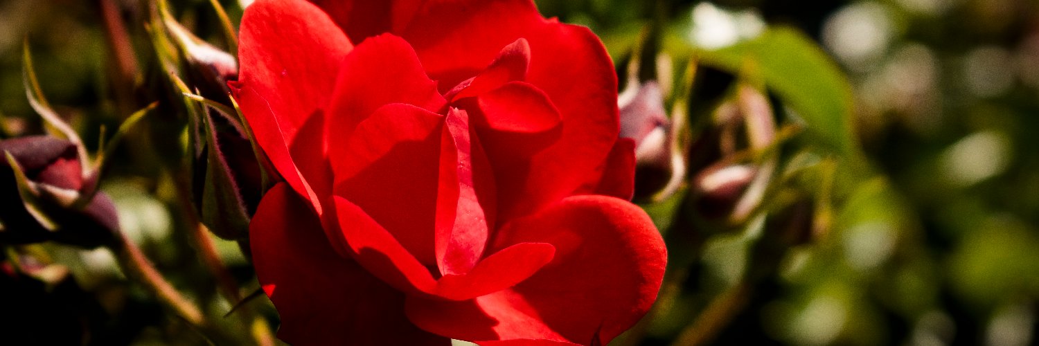 midseanour's profile banner image