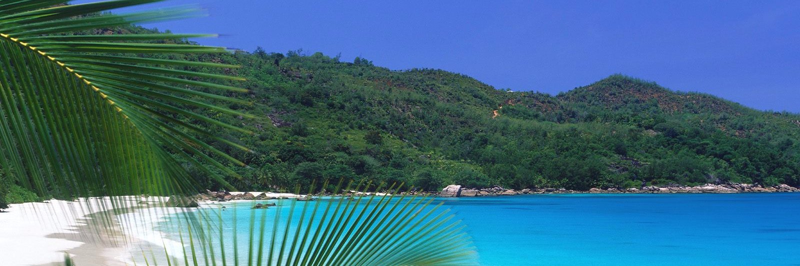Reinaldo_Triana's profile banner image
