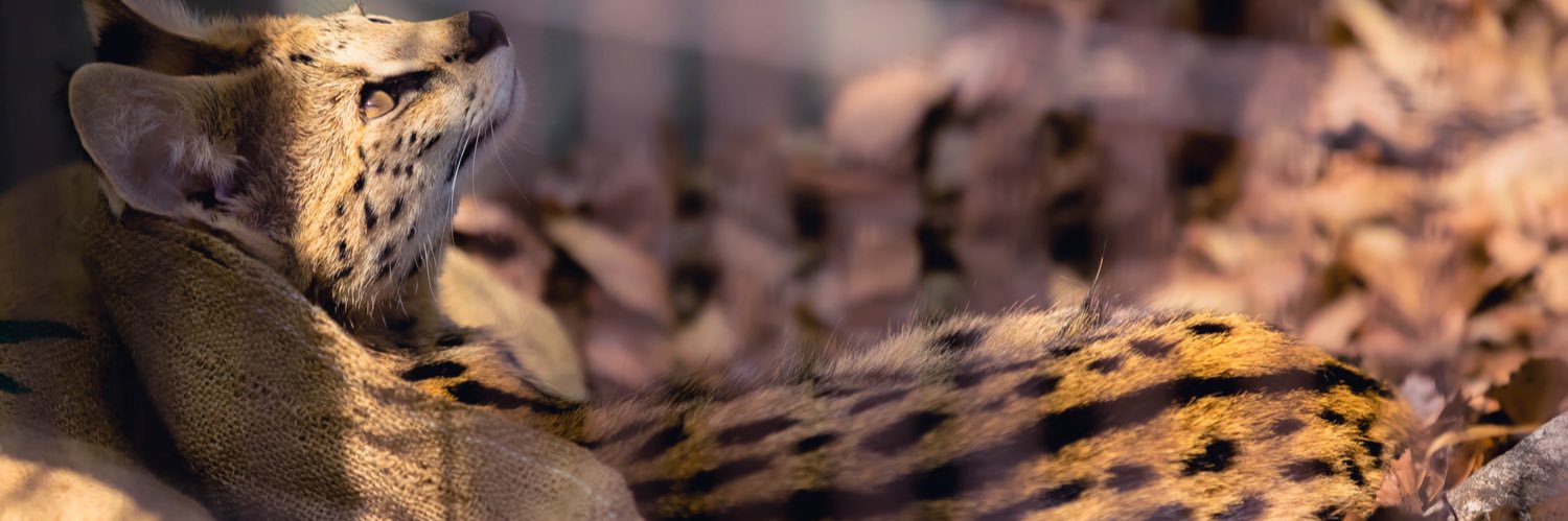 sakutr's profile banner image