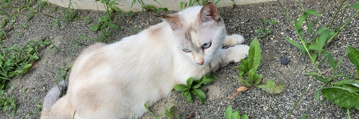 あきちゃん banner