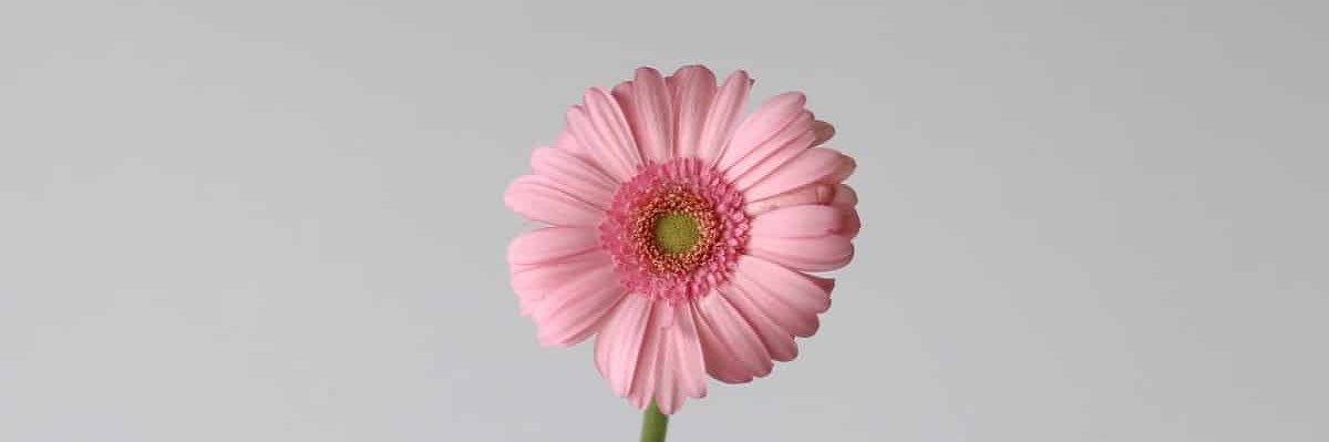 ⋆. 𐙚˚࿔ Gerbera 𝜗𝜚˚⋆ banner