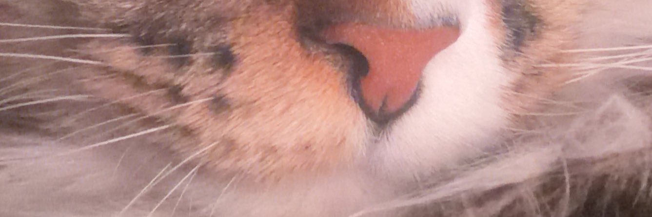 猫野まずる🐈‍⬛🐾 banner