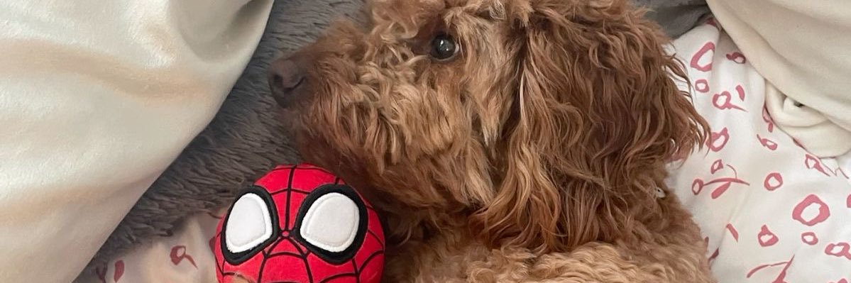 peter as puppies 🐶! banner