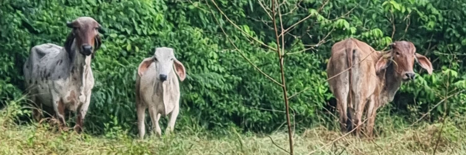 mauroaud's profile banner image