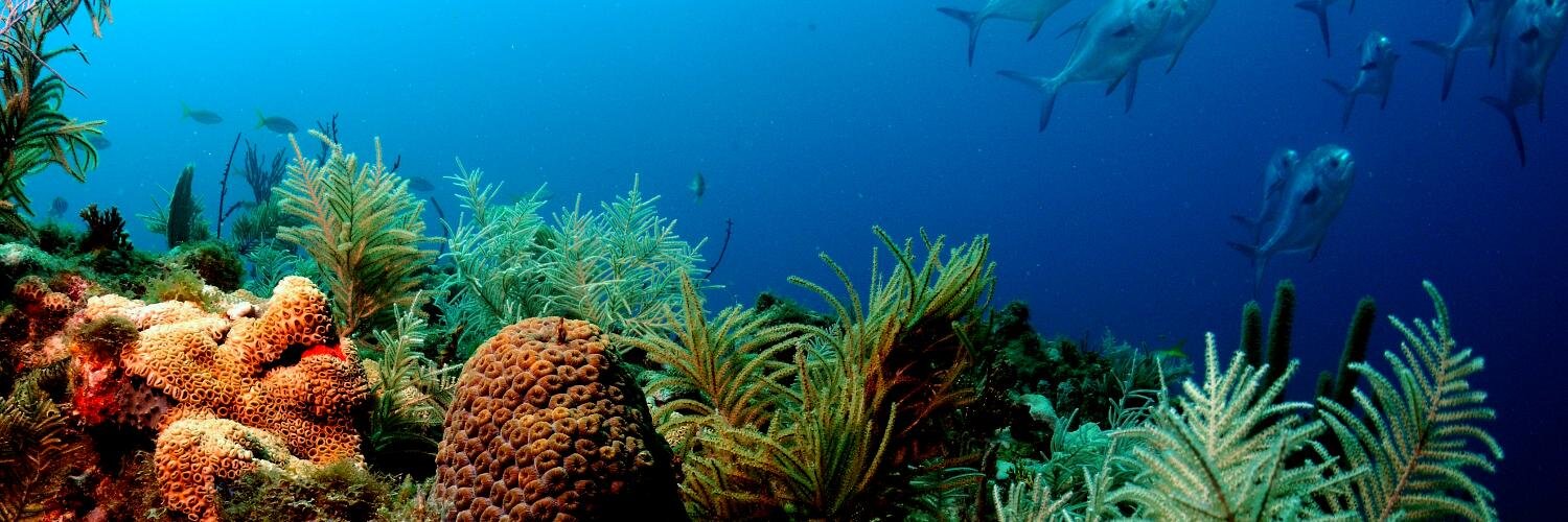 scubadiveLR's profile banner image