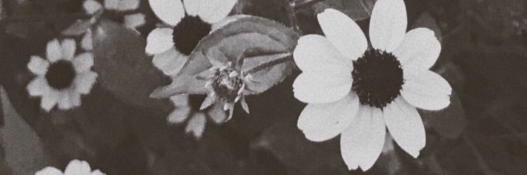 JuliBrajkovic's profile banner image