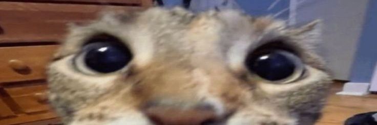 lovelypap&vid (all doksli) banner