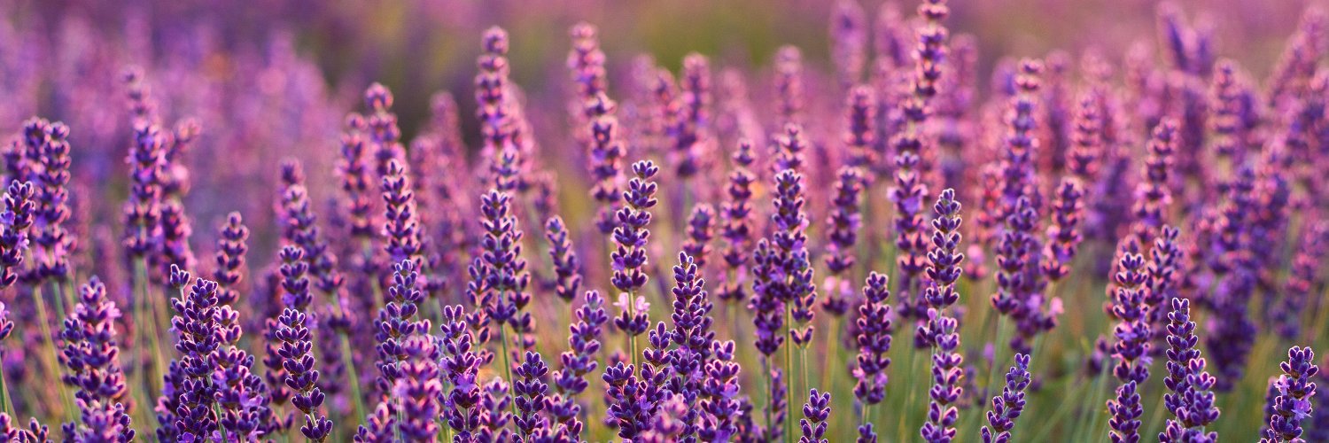 Mabel Rodriguez ♀️ banner