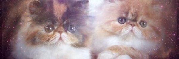 roisinkiberd Profile Banner