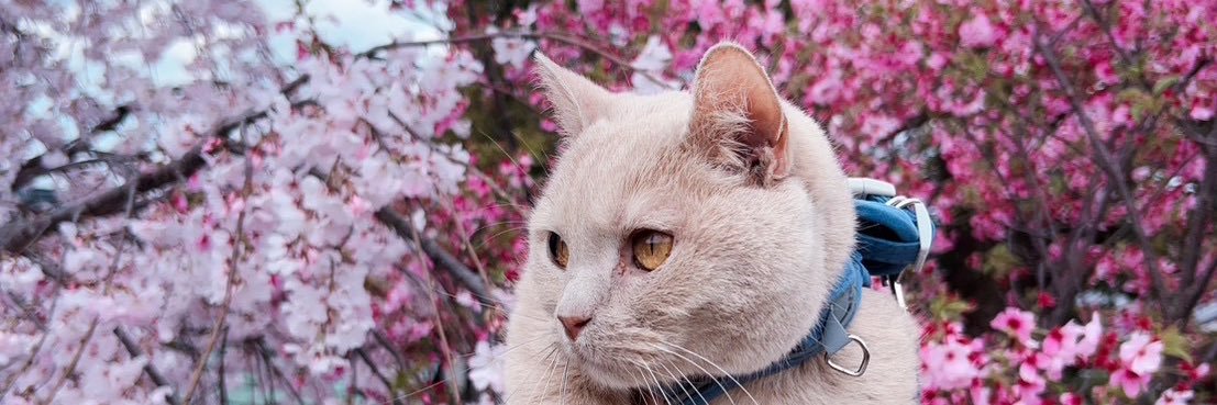 jun_mamoru's profile banner image