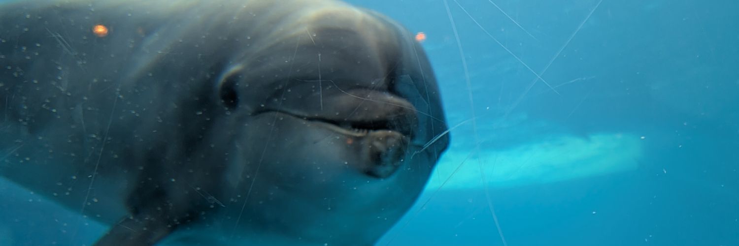 koki.dolphins banner