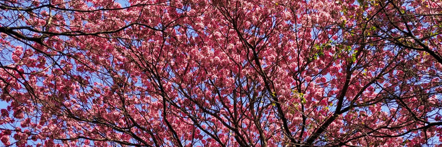 Mechi Colombo banner