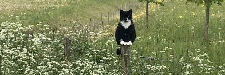 ⋆˚꩜｡ 𝗄α𝗒𝗂nn🍀 ⋆.𐙚 ̊ banner