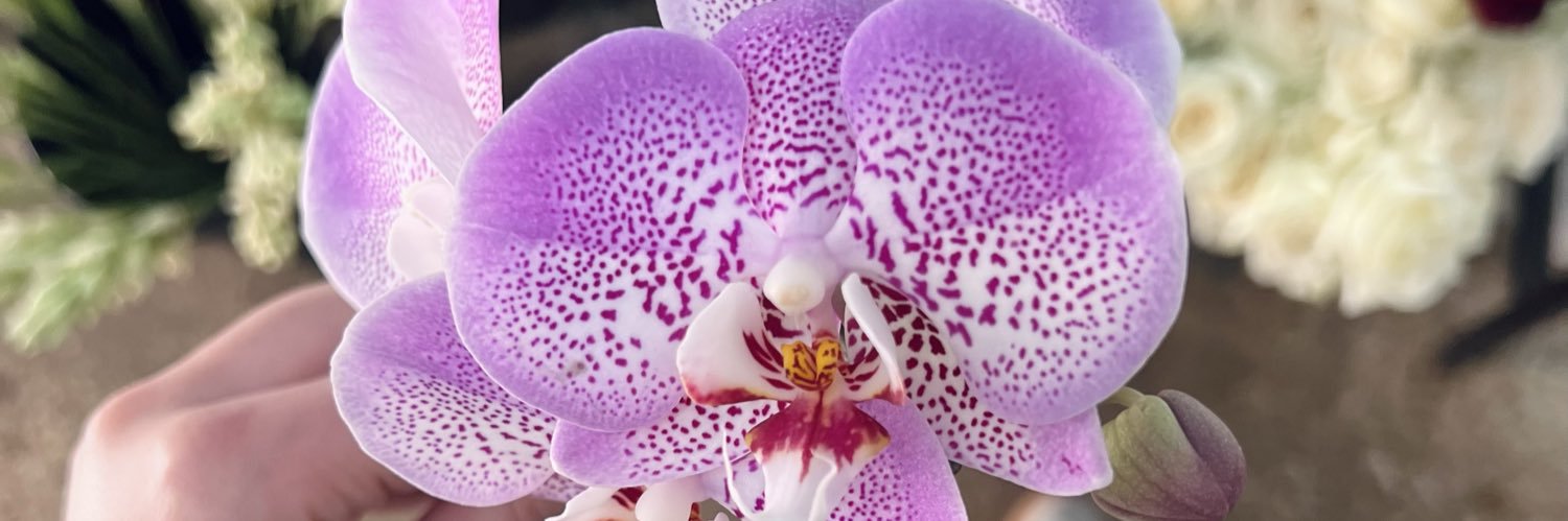 بوی جوی مولیان سابق. banner