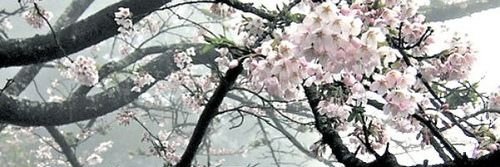flaix banner