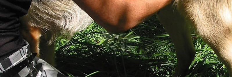 Pow Lower banner