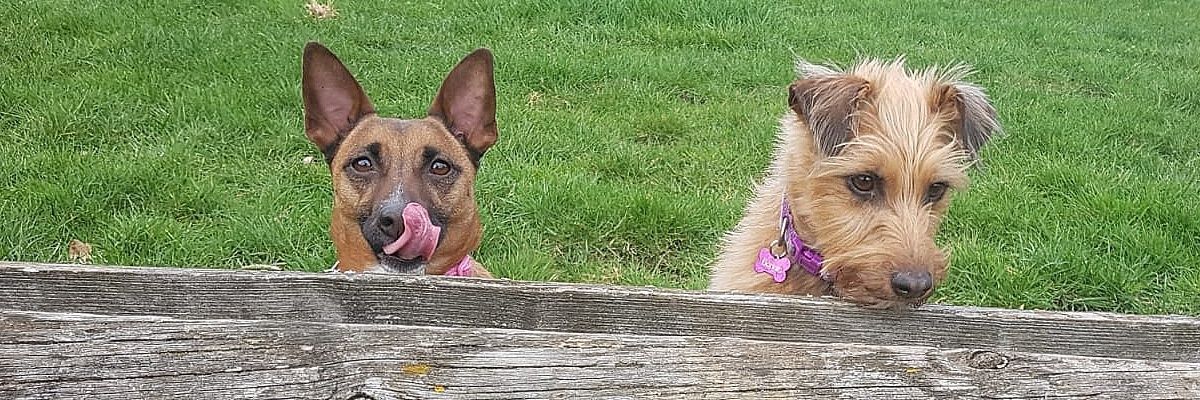 lfriese's profile banner image