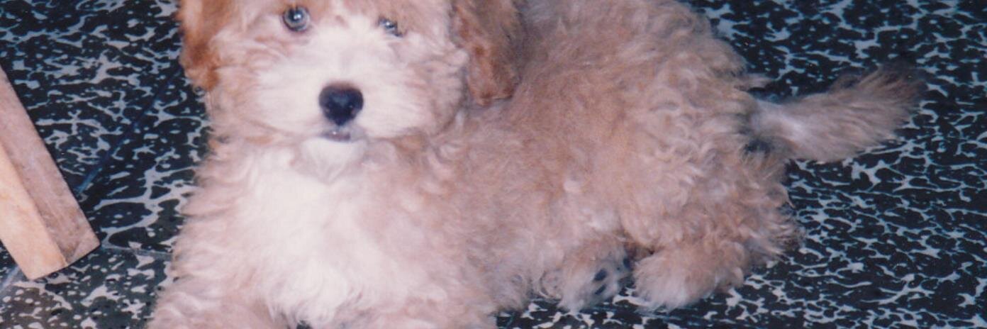 rnomy's profile banner image