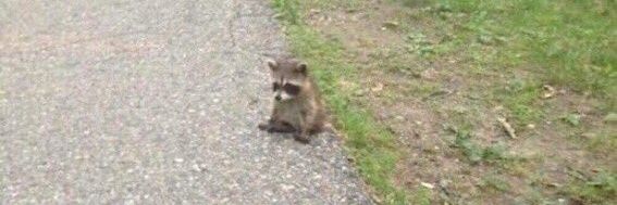 mal (MOVED FROM @oneraindragon) banner