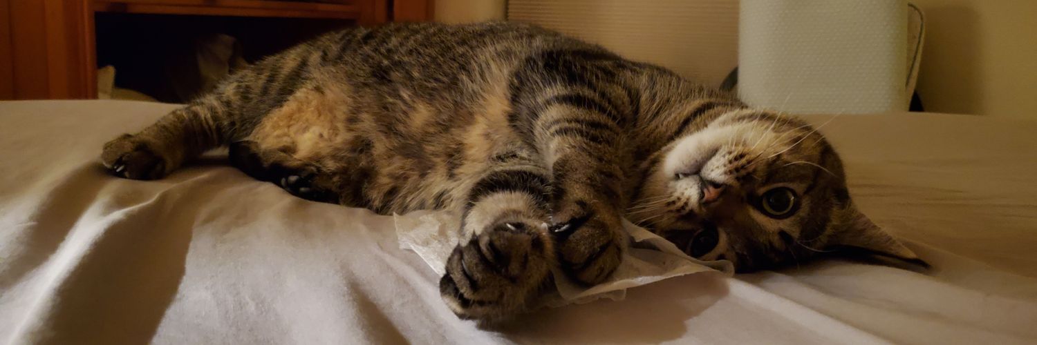 kittenkatt357's profile banner image