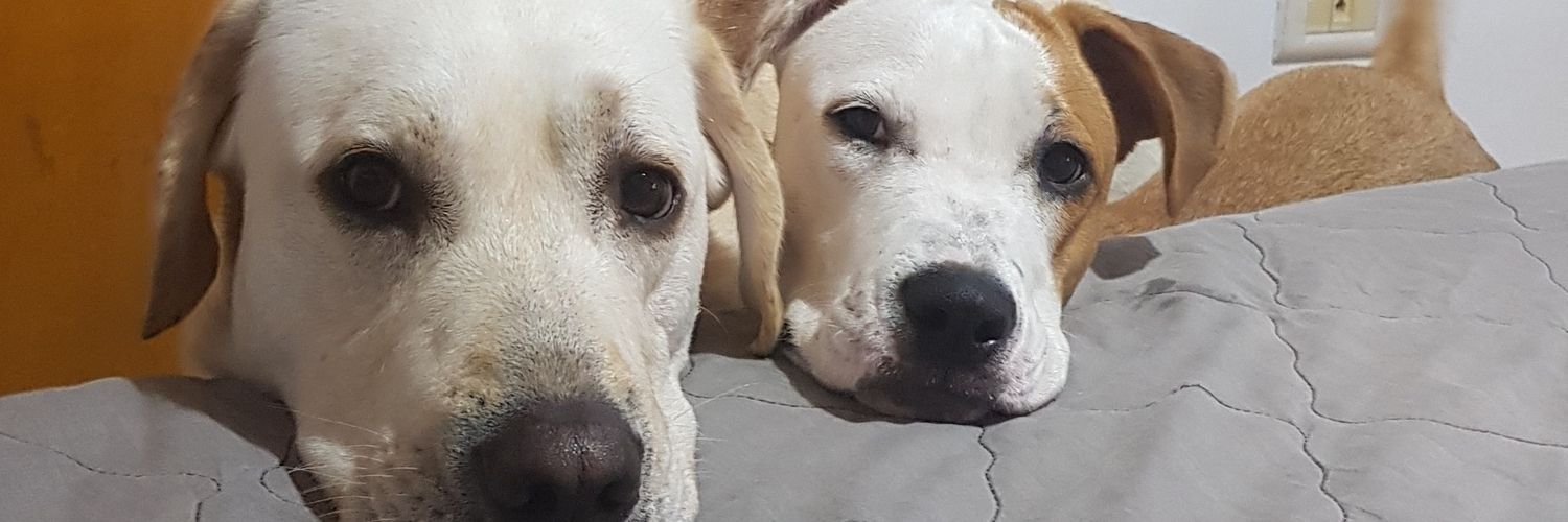 noellemarca's profile banner image