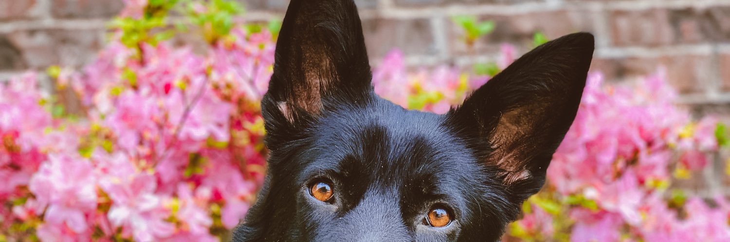 caitycbell's profile banner image