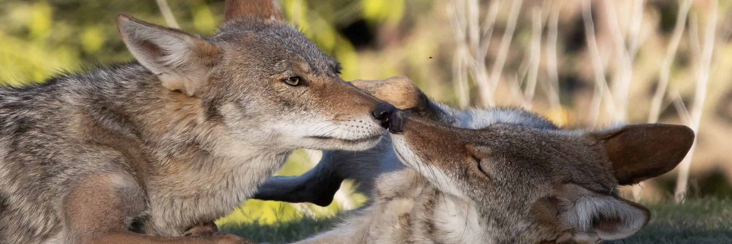 CoyoteYapper's profile banner image