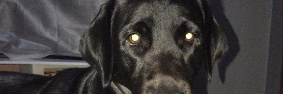 Renan Gadelha 🧬 banner