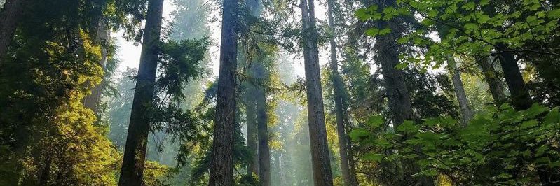 forestfart banner