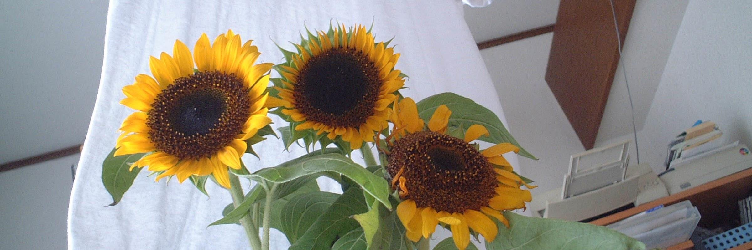 makyyochi's profile banner image