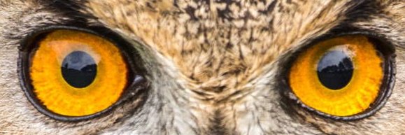 Choofflas's profile banner image
