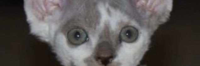 ScamNone's profile banner image